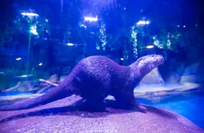 Marine Mammal Exploration Pavilion