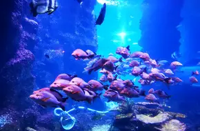 Qujiang Ocean And Polar Park Aquarium