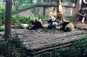 Adult Giant Panda Pavilion