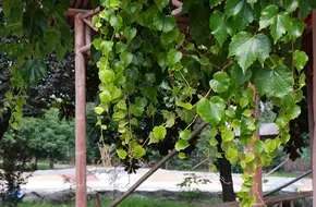 Qingpu Four Seasons Hundred Fruit Garden