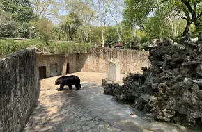 European Brown Bear Pavilion