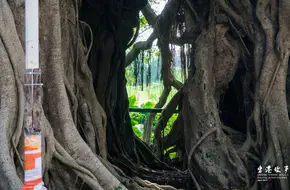 Kam Tin Tree House