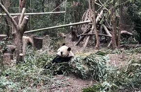Adult Giant Panda Villa - Area A