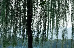 West Lake Heavenly Scenery