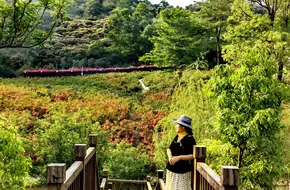 Bougainvillea Valley Park