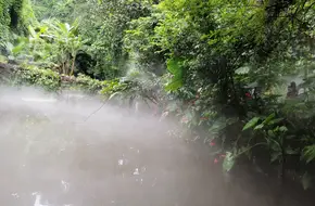 Vine Area