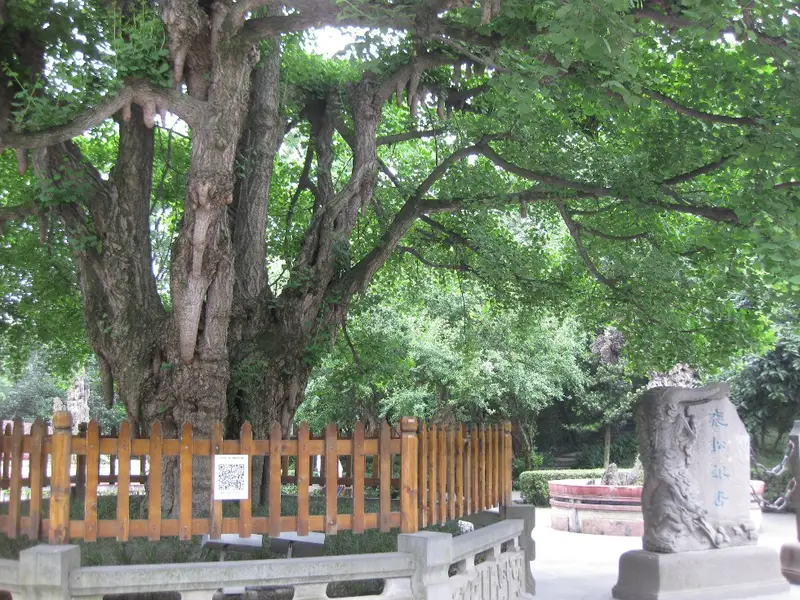 Zhangsong Ginkgo