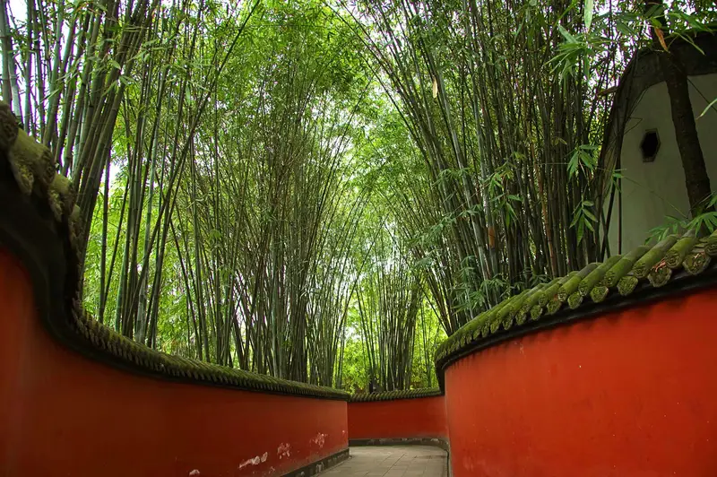 Red Wall Bamboo Shadow