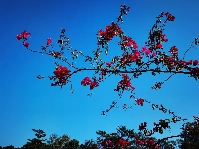 Guangdong Tree Park