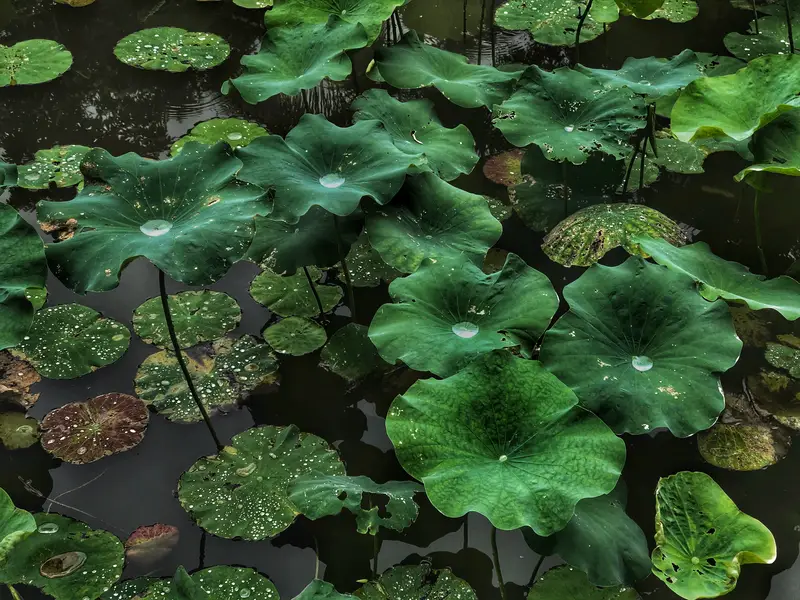 South China Botanical Garden Popular Science Information Center