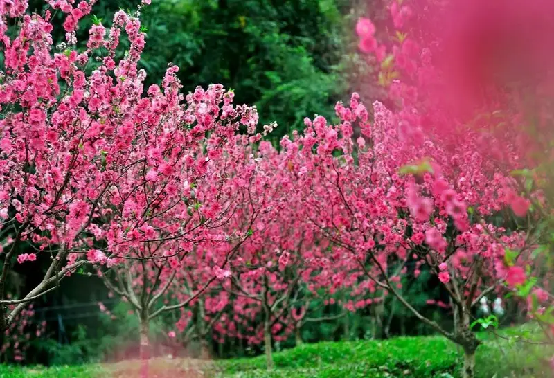 Peach Blossom Stream
