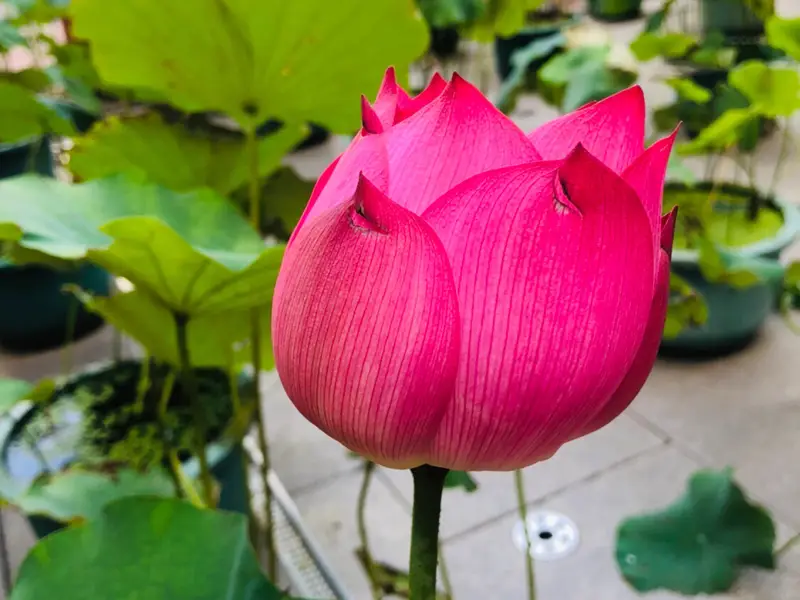 Die Shui Yuan
