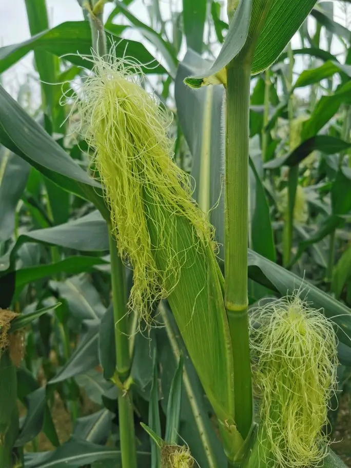 Yixiu Farm