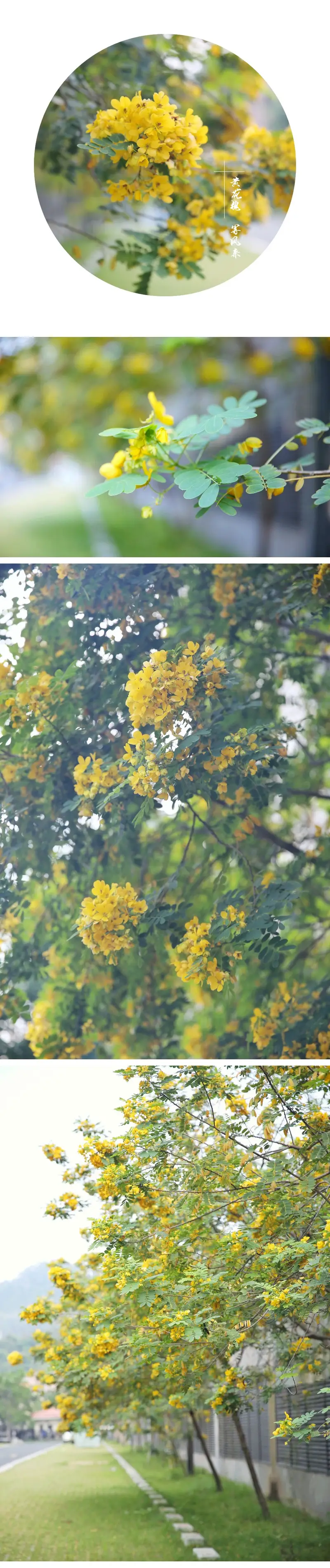 Liu Cun Mountain