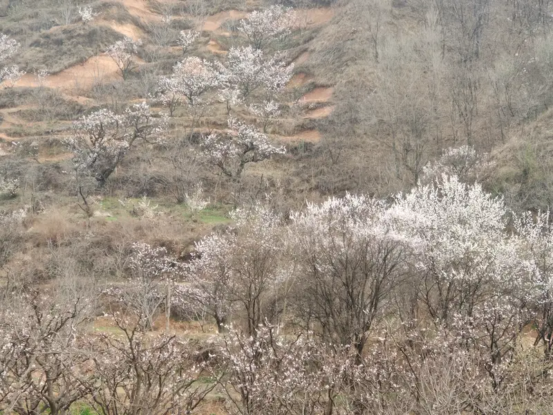 Huaxu Cherry Blossom Valley