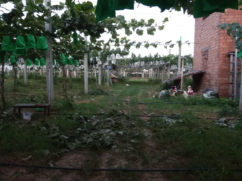 Yuwei Grape Picking Farm