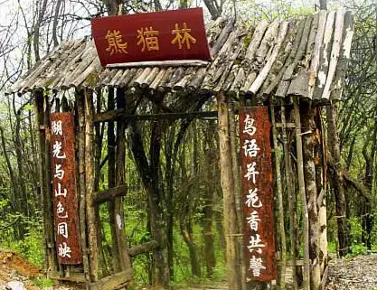Panda Forest