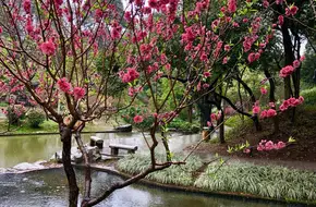 Peach Blossom Stream