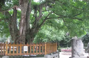 Zhangsong Ginkgo