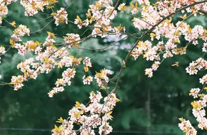 Peach Blossom Pool Park
