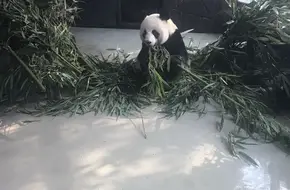 Giant Panda Villa No.14