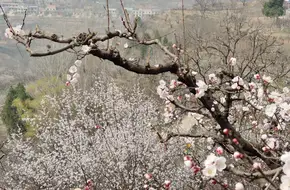 Huaxu Cherry Blossom Valley