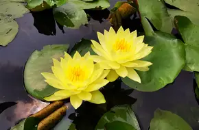 Aquatic Botanical Garden