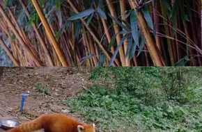 Giant Panda Villa No.14