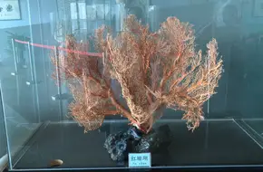 Treasure Museum