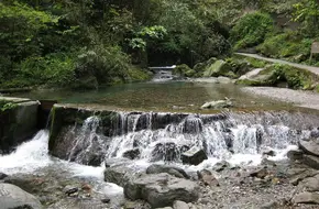Frog Pool