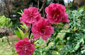 Peach Blossom Stream
