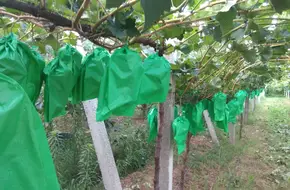 Yuwei Grape Picking Farm