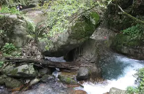Frog Pool