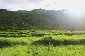 Yingde Huize Farm