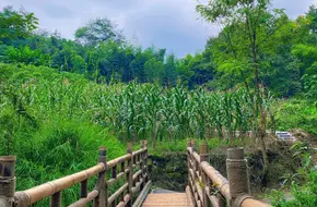 Bamboo Sea Cavern Heaven