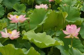 Green Lotus Terrace