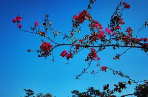 Guangdong Tree Park
