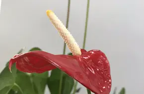 Luogang Lizhi Mushroom