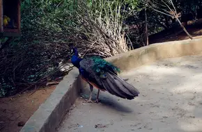 Lishan Bird Language Forest
