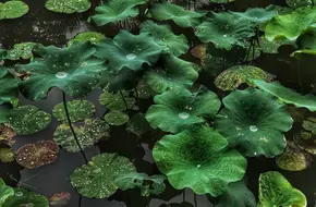 South China Botanical Garden Popular Science Information Center