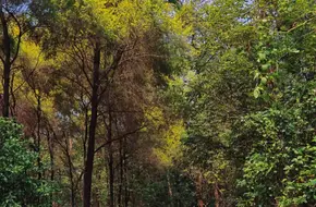 Guangdong Tree Park