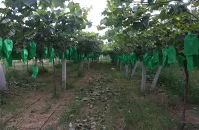 Yuwei Grape Picking Farm