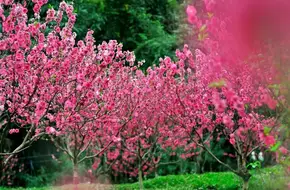 Peach Blossom Stream