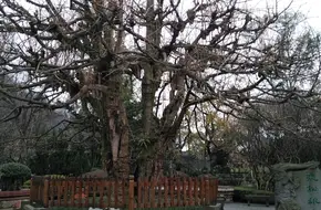 Zhangsong Ginkgo