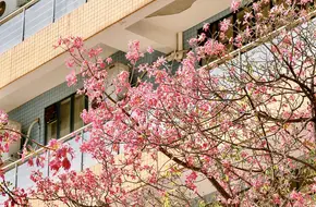 South China Agricultural University