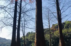 Wetland Plant Area