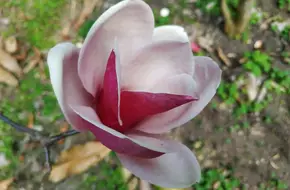 Magnolia Garden