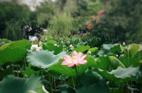 Qixi Cultural Square