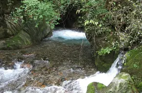 Frog Pool