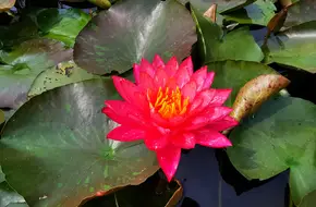 Aquatic Botanical Garden